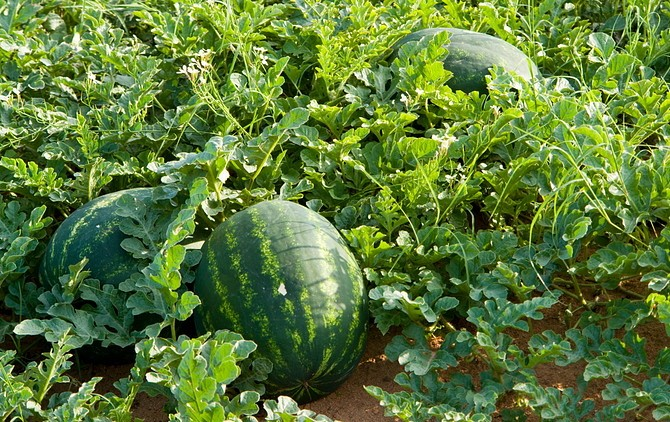 Water-melons2 (1)